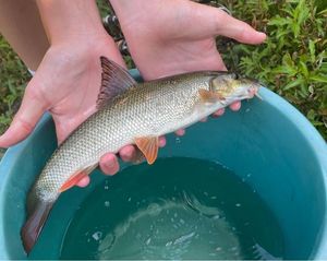 Barbel
