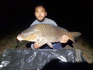 Common Carp