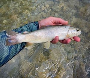 Brown Trout