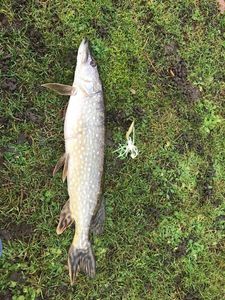 Northern Pike