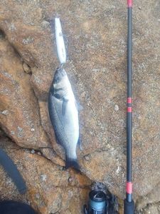 European Bass (Seabass)