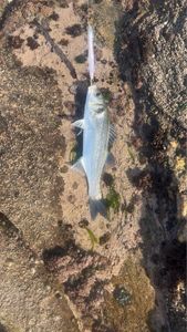 European Bass (Seabass)