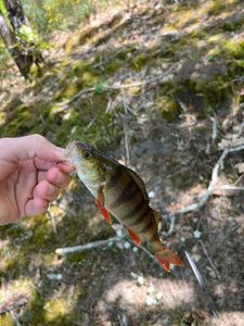 European Perch