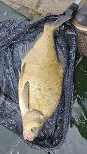 Common Bream