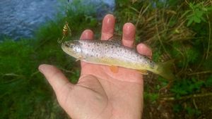 Brown Trout