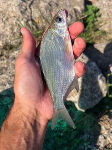 Common Bream