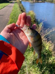 European Perch