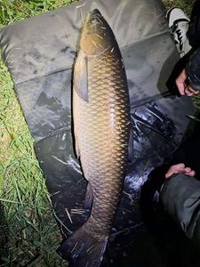 Grass Carp