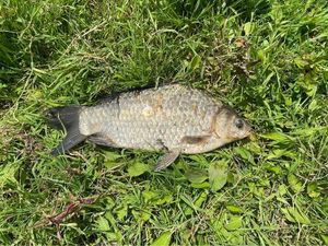 Prussian Carp