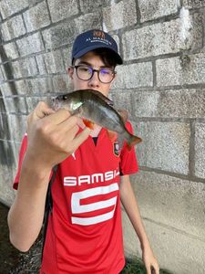 European Perch