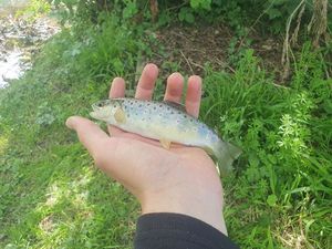 Brown Trout
