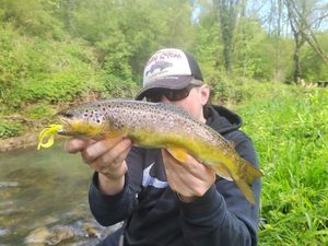 Brown Trout