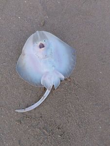 Undulate Ray