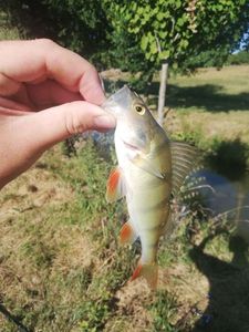 European Perch