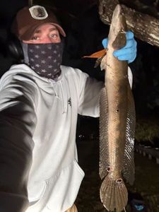Snakehead