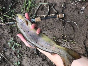 Brown Trout