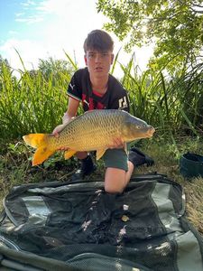 Common Carp