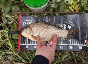 Crucian Carp