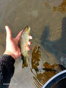 Brown Trout