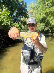 Brown Trout