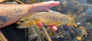 Brown Trout