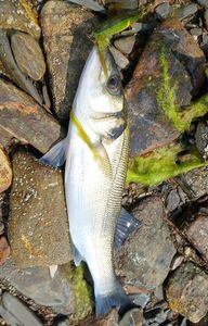 European Bass (Seabass)