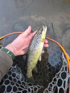 Brown Trout