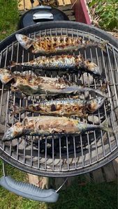 Mackerel