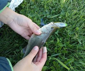 Largemouth Bass