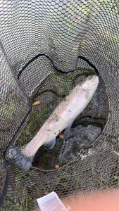 Rainbow Trout