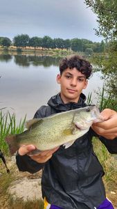 Largemouth Bass