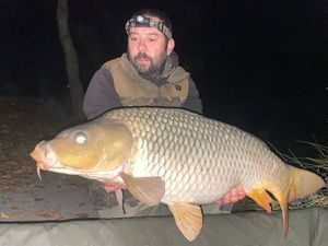Common Carp