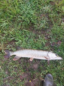 Northern Pike
