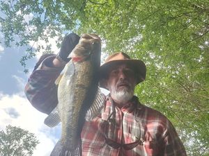 Largemouth Bass