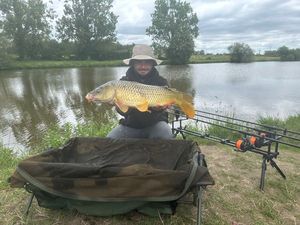Common Carp
