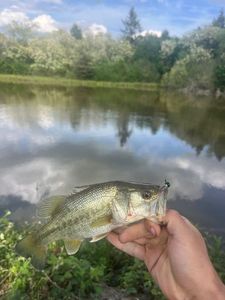 Largemouth Bass