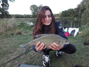 Common Bream