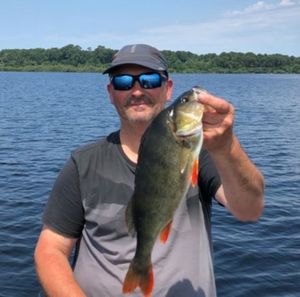 European Perch