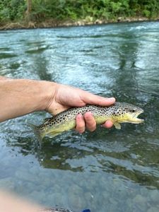 Brown Trout