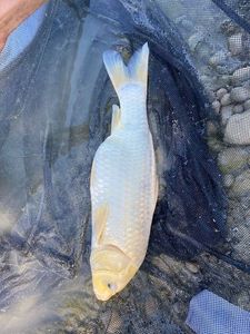 Koï Fish