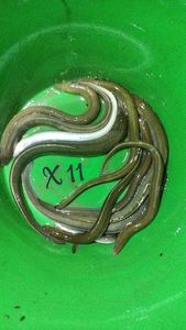 European Eel (Common Eel)