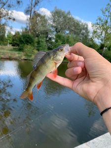 European Perch