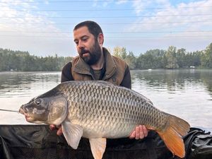 Common Carp