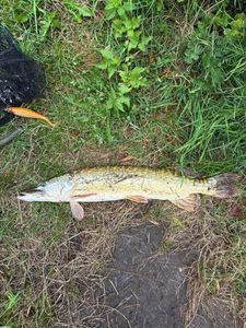 Northern Pike