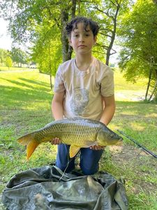 Common Carp