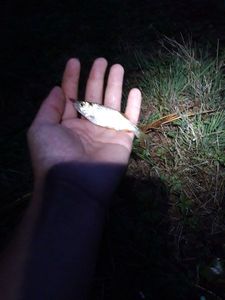 Roach
