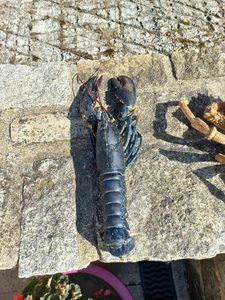 European Lobster