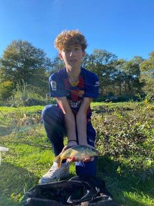 Mirror Carp