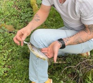 Brown Trout