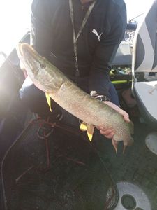 Northern Pike